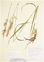 藏品(無芒雀麥)的圖片